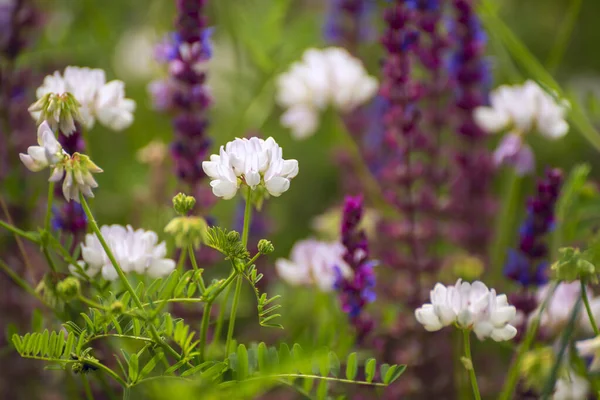 Mooie Bloeiende Weide Lente Zomer Weide Met Bloemen — Stockfoto