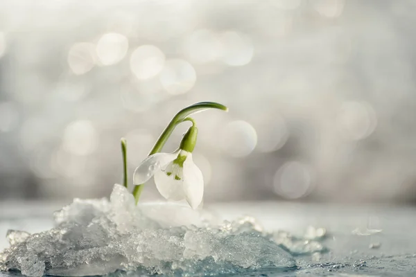Wiosna Pierwszy Śnieg Kwiaty — Zdjęcie stockowe