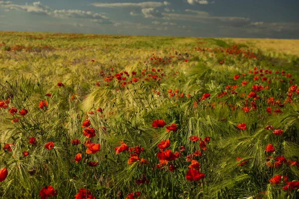 Kvetoucí Pšeničné Pole Mákem Při Západu Slunce Krásná Krajina — Stock fotografie