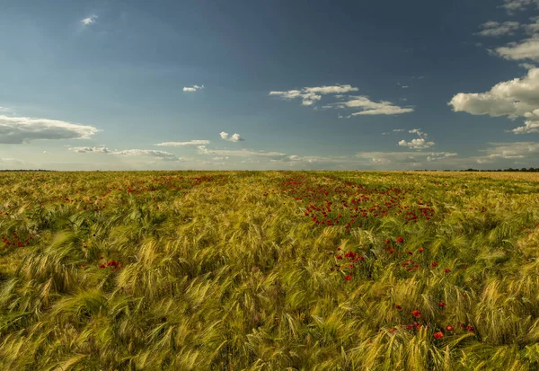 Blommande Vetefält Med Vallmo Vid Solnedgången Vackert Landskap — Stockfoto