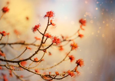 Baharın başında açan kırmızı akçaağaç tomurcukları. Sığ alan derinliğine sahip seçici yumuşak odak