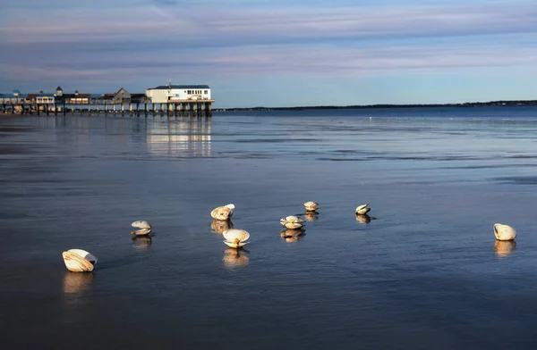 干潮時にはビーチで貝殻や古い木製の桟橋の景色 アメリカだ メイン州 ポートランド — ストック写真