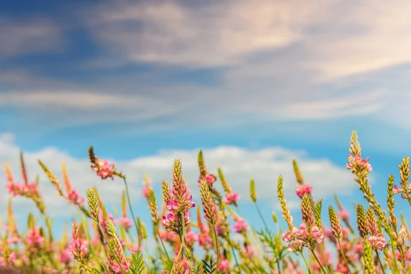 Beautiful Blooming Lush Meadow Sky Clouds Sunny Day Concept Summer — Stok fotoğraf