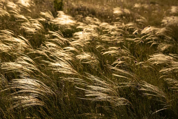 Grass Feather Grass Swaying Wind Field Sunset Steppes Ukraine Selective —  Fotos de Stock