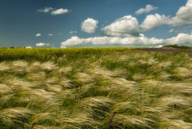 Grass feather grass swaying in the wind in a field  Steppes of Ukraine.