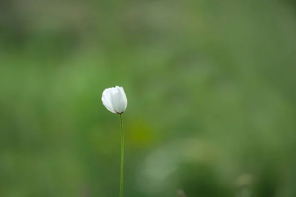 Délicat Pavot Blanc Sur Fond Vert Naturel — Photo