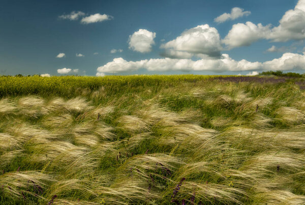 Трава из травы, качающаяся на ветру в поле степи Украины.