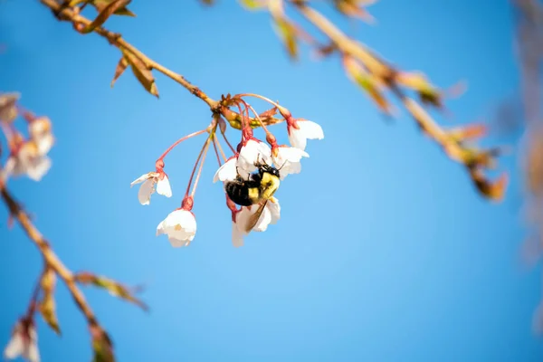 Voorjaar Bloeiende Tuin Hommel — Stockfoto