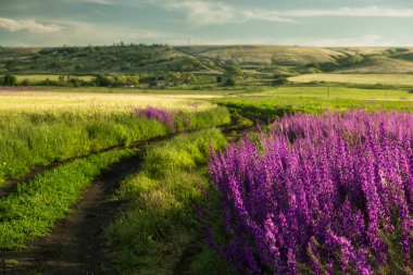 Toprak yol ve leylak dezenyum çiçeklerinin muhteşem çiçekleri.