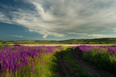 Toprak yol ve leylak dezenyum çiçeklerinin muhteşem çiçekleri.