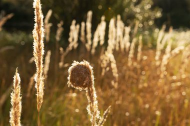 Altın ışıklı güneşli çayır ve bokeh.