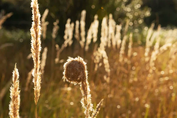 Altın ışıklı güneşli çayır ve bokeh.
