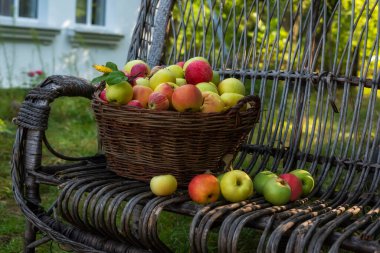 Hasır sepetteki farklı elma çeşitleri. Elma bahçesindeki. Köyde, çiftlikte hasat..