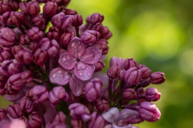 Çiy damlalarında mor leylak. Makro fotoğraf. Yumuşak seçici odaklanma. Çiçek arka planı.