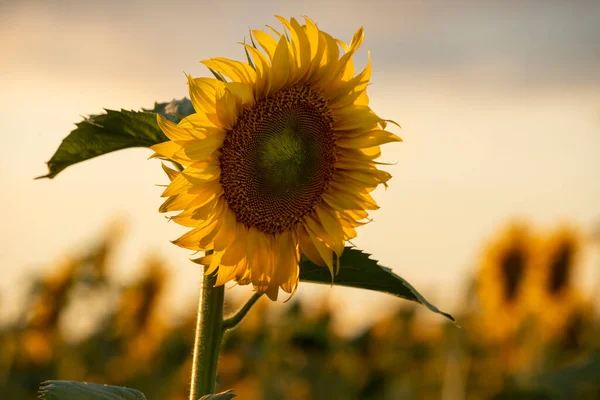 Квітка Соняшнику Якому Сонячному Світлі Вибірковий Фокус — стокове фото