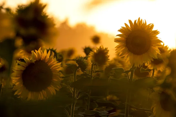 Sunflower Flower Soft Sunlight Sunset Light Selective Focus — Zdjęcie stockowe