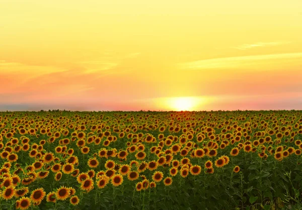 Campo Infinito Girassóis Amarelos Pôr Sol Campos Ucrânia — Fotografia de Stock