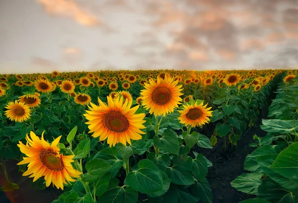 Endless Field Yellow Sunflowers Sunset Fields Ukraine — Zdjęcie stockowe