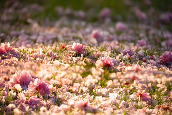 Fallen petals of pink sakura flowers in the grass. Selective focus.