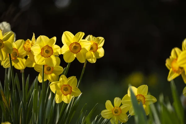Żółty Wiosna Słoneczne Kwiaty Żonkile Ciemnym Naturalnym Tle — Zdjęcie stockowe