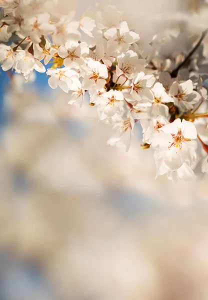 Delicate Weelderige Bloei Van Witte Kers Sakura Bloemen Het Voorjaar — Stockfoto