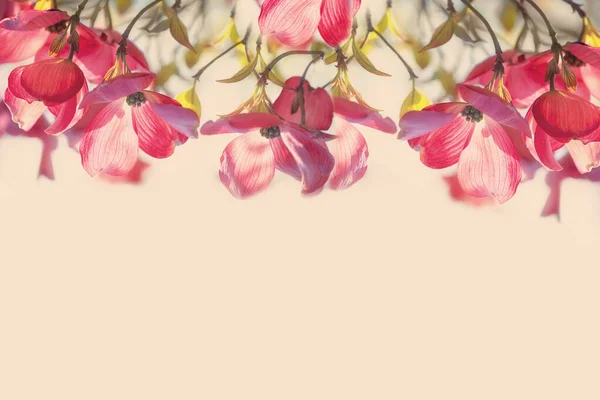 Рожеві Квіти Крупним Планом Гілках Дерев Бежевому Фоні Банер — стокове фото
