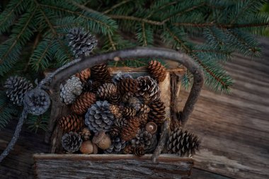  Ladin dalları arasında farklı kozalaklı ağaç kabuğu sepeti. doğal bileşim.
