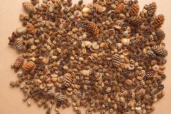 Contexto Componentes Naturais Cones Bolotas Sementes Contexto Marrom Vista Cima — Fotografia de Stock