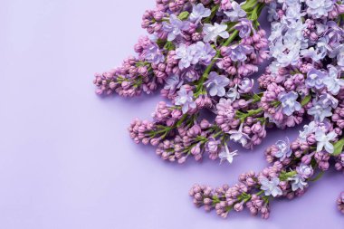 Yaz sezonu. Leylak çiçeği, leylak arkaplan. 2022 Yılı Rengi.