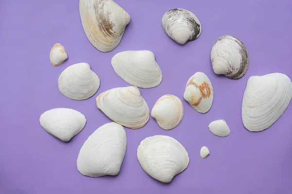 Muscheln Auf Fliederfarbenem Hintergrund — Stockfoto