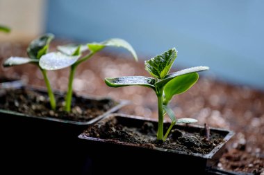 Salatalık tohumları evin içinde, ışık altında. Seçici yumuşak odak.