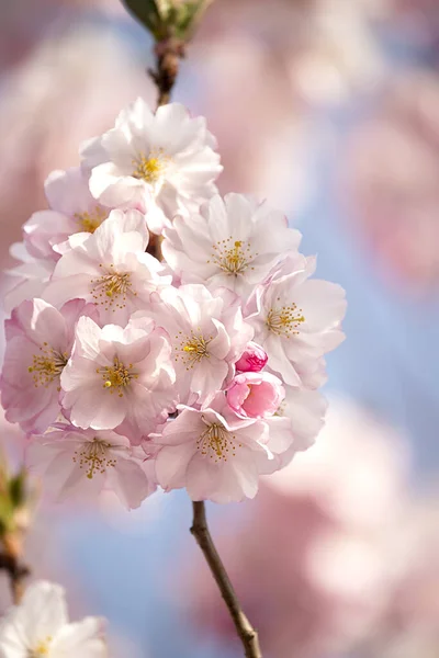 Delikata Blommor Rosa Sakura Abstrakt Bakgrund Delikat Konstnärligt Foto Selektivt — Stockfoto