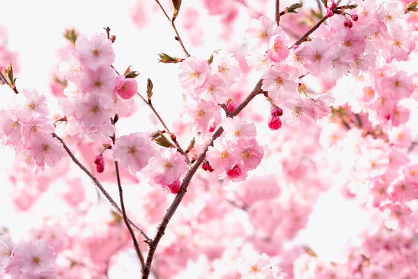 Jemné Květy Růžové Sakury Jemná Umělecká Fotka Selektivní Zaměření — Stock fotografie