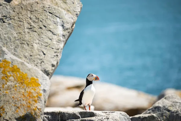 Puffin bird on a rock ledge on the ocean . USA. Maine