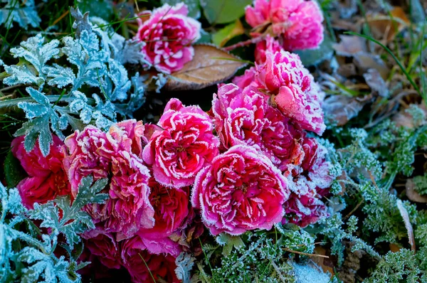 Rose Rouge Dans Des Cristaux Givre Par Matin Givré Mise — Photo