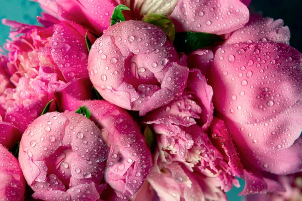 Delikatne Świeże Kwiaty Pąki Duże Różowe Piwonie Kroplami Deszczu Zbliżenie — Zdjęcie stockowe