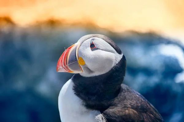 Puffin Bird Close — Fotografia de Stock