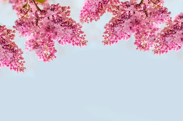 Фіолетовий Бузковий Краплі Роси Макро Фотографія Який Вибірковий Фокус Квітковий — стокове фото