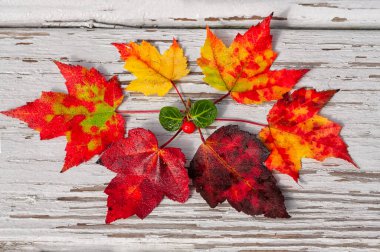 Beyaz ahşap arka planda parlak sonbahar yaprakları ve böğürtlenler.