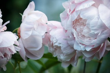 Bahçede Narin pembe şakayık. 