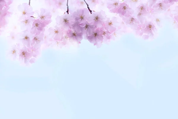 Delicate Flowers Pink Sakura Abstract Background Delicate Artistic Photo Selective — Photo