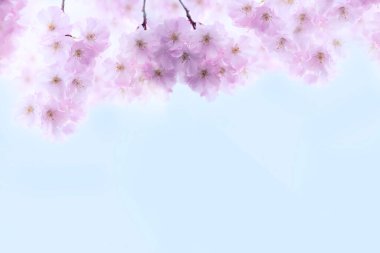 Soyut bir arka planda pembe sakura çiçekleri. Hassas sanatsal fotoğraf. seçici odak.