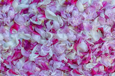 Hassas pembe ve beyaz yaprakların arka planı.