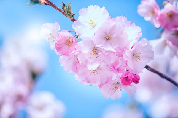 Pembe sakura çiçekleri. Hassas sanatsal fotoğraf. seçici odak