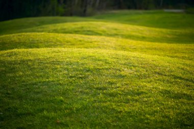 Güneş ışığında golf sahasının yeşil çimenleri. Yeşil biçilmiş tepelik çim. Seçici odak ve alanın sığ derinliği
