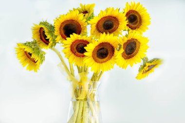 Beyaz arka planda bir buket ayçiçeği çiçeği.