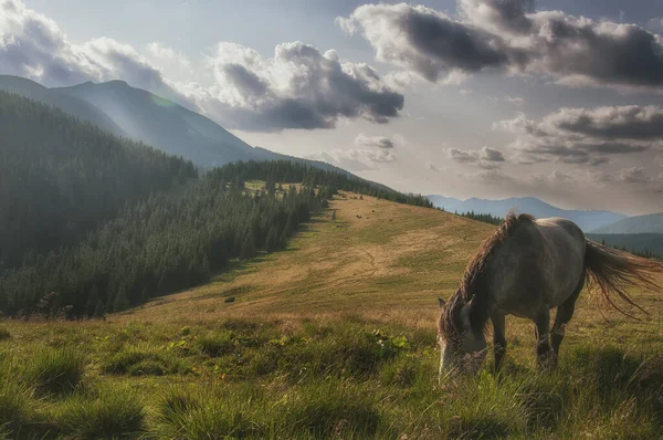 Horse Grazing Meadow Mountains — Stock Fotó