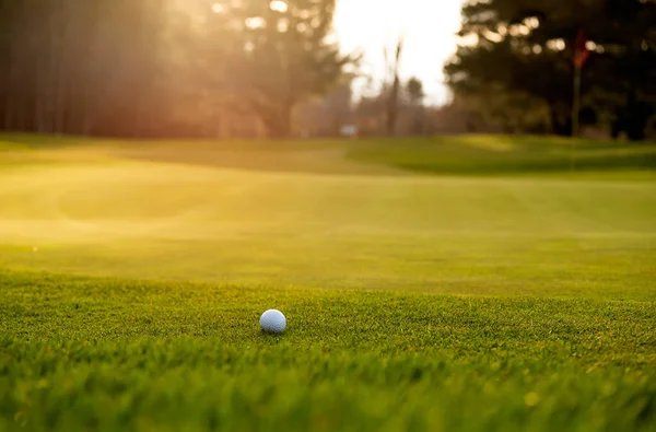 Golf Ball Green Grass Golf Course Sunlight — стоковое фото