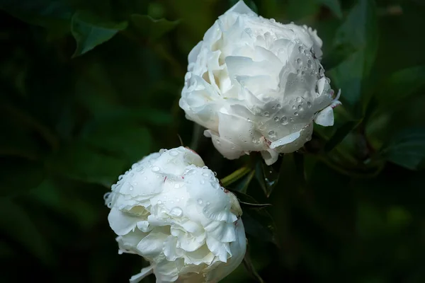 Нежные Розовые Пионы Саду Капельками После Дождя — стоковое фото