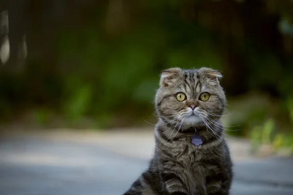 Scottish Fold Cat Garden — Stock Photo, Image